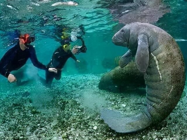 Petualangan Gila Nge-Dugong di Pulau Morotai: Pasti Bikin Ketagihan!